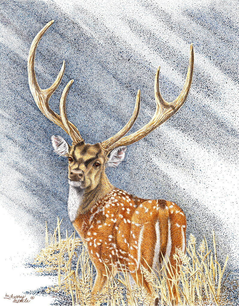 Fantasy Buck - Axis Deer - Sherry Steele